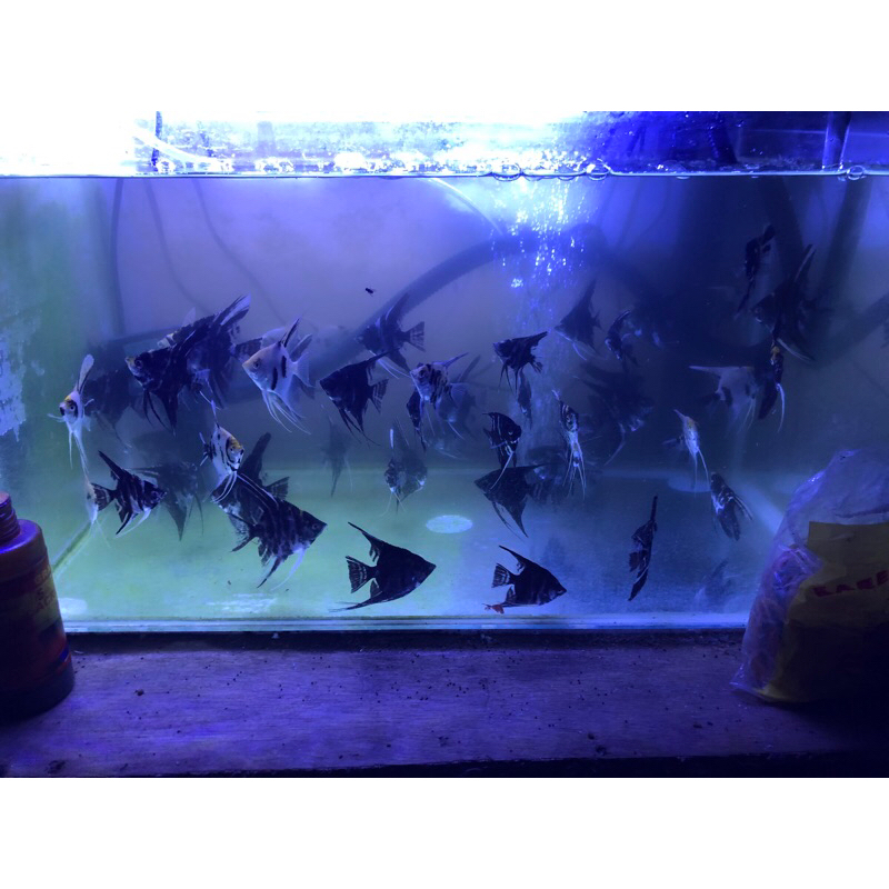 

ikan layang layang / manfish 3color