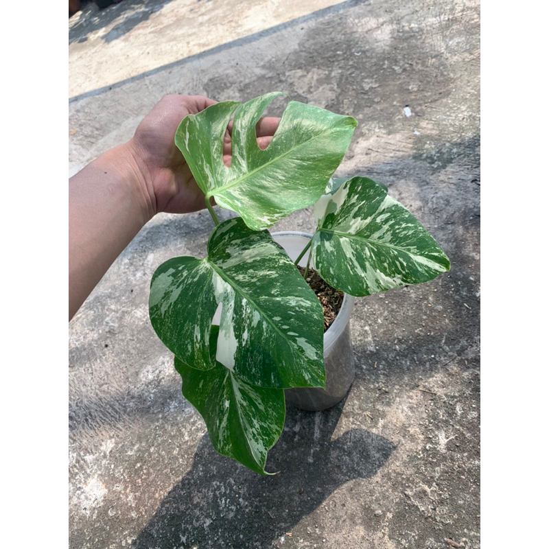 Monstera Varigata Marble