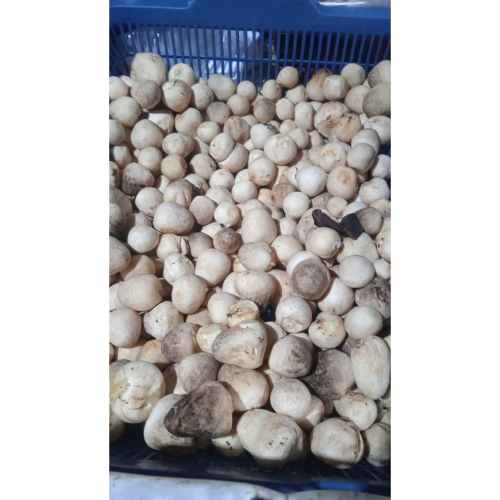 

Jamur Merang Fresh 250Gr