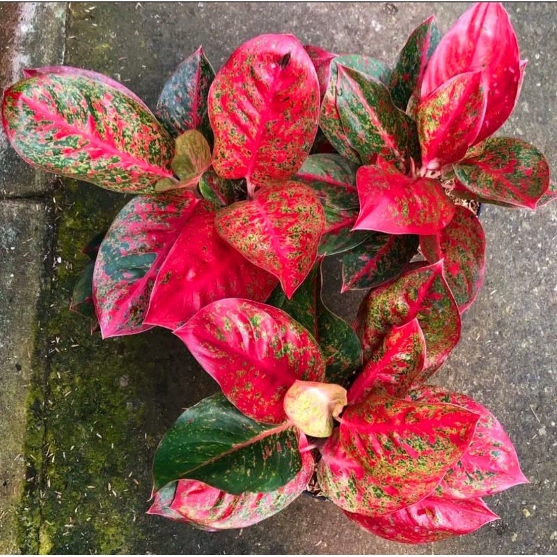 Aglonema Red Stardust Roset Merah Merona - tanaman hias hidup - bunga hidup - bunga aglonema - aglaonema merah - aglonema merah - aglonema murah - aglaonema murah