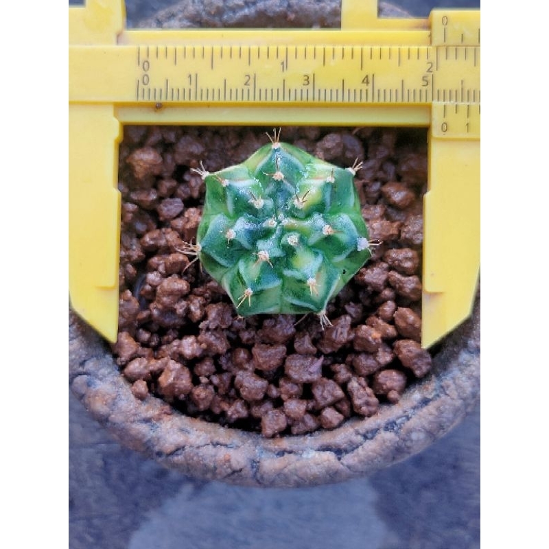 MIHA HYBRIDA THAILAND VARIGATA IMPORT//+🆓 KAKTUS//KAKTUS LUCU//KAKTUS MINI//KAKTUS HIAS//KAKTUS HIAS