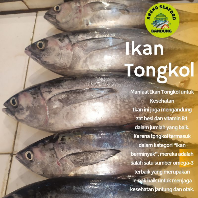 

Ikan Tongkol Segar Size Besar / Ikan Tongkol Fresh 1kg Isi 1-ekor