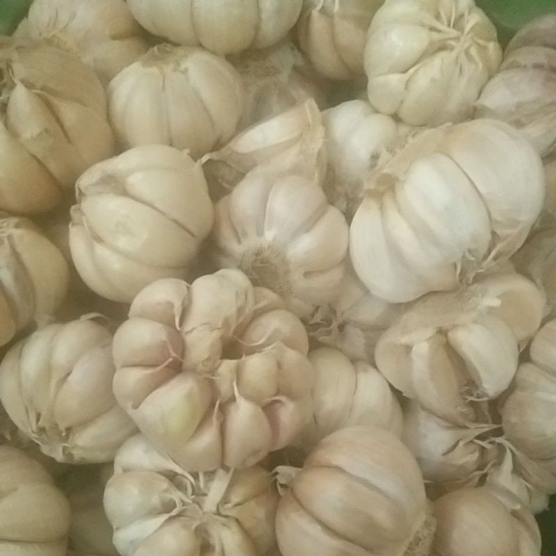 

bawang putih super