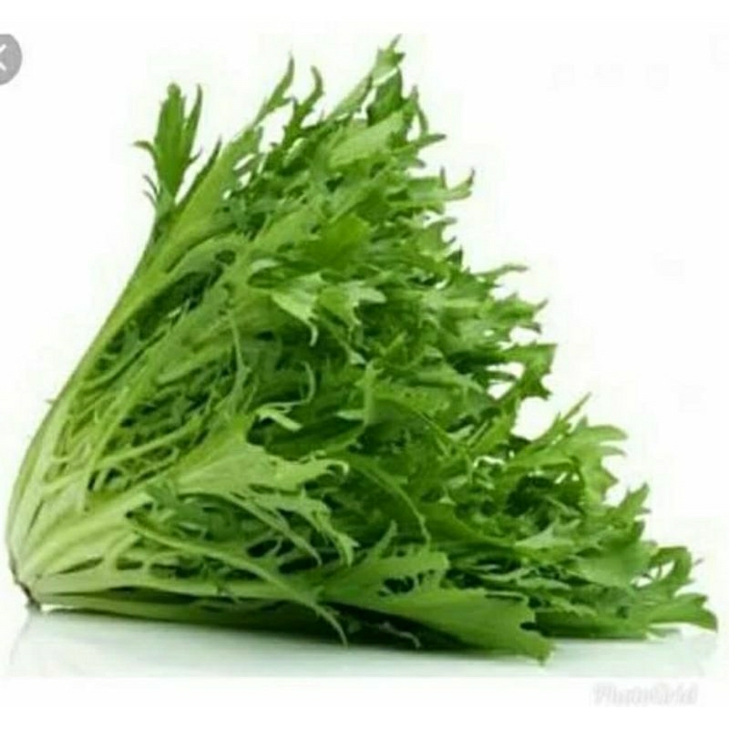 

RB Salanova Endive Highland - Selada 500 gr