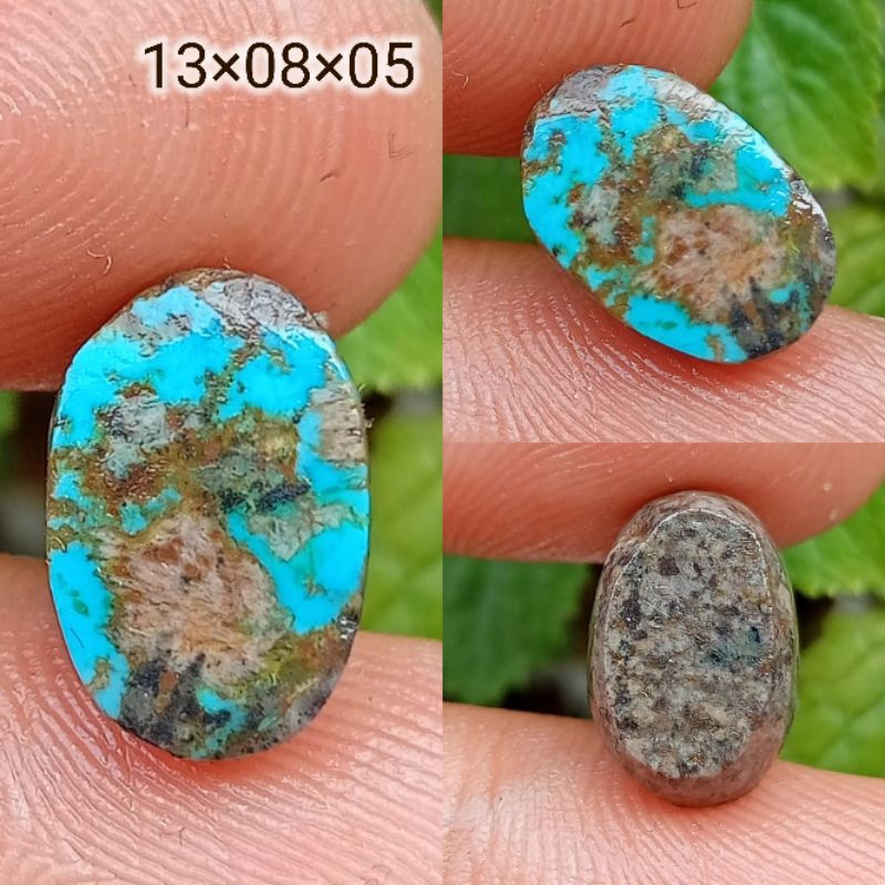 Pirus Persia Hijau Gradasi