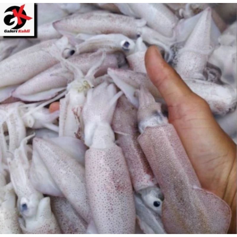 

CUMI-CUMI SEDANG FRESH Berkualitas GRADE A - 1KG Isi 10-19 / ANEKA SEAFOOD SEGAR / CUMI-CUMI SEGAR SUPER / ANEKA IKAN LAUT SEGAR