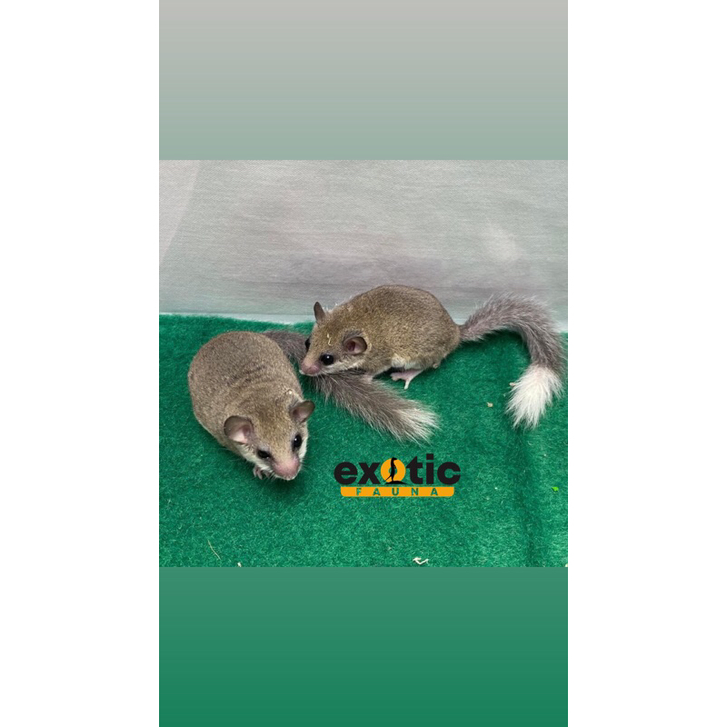 mainan african pygmy dormice