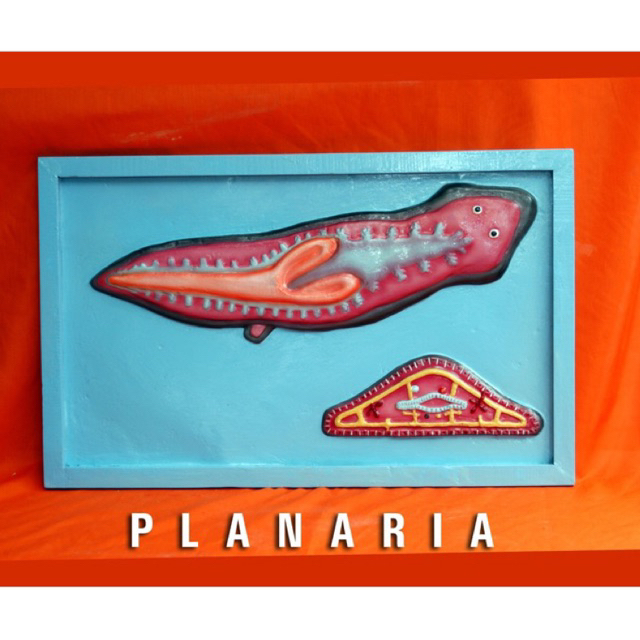 

Penampang model planaria alat peraga pendidikan