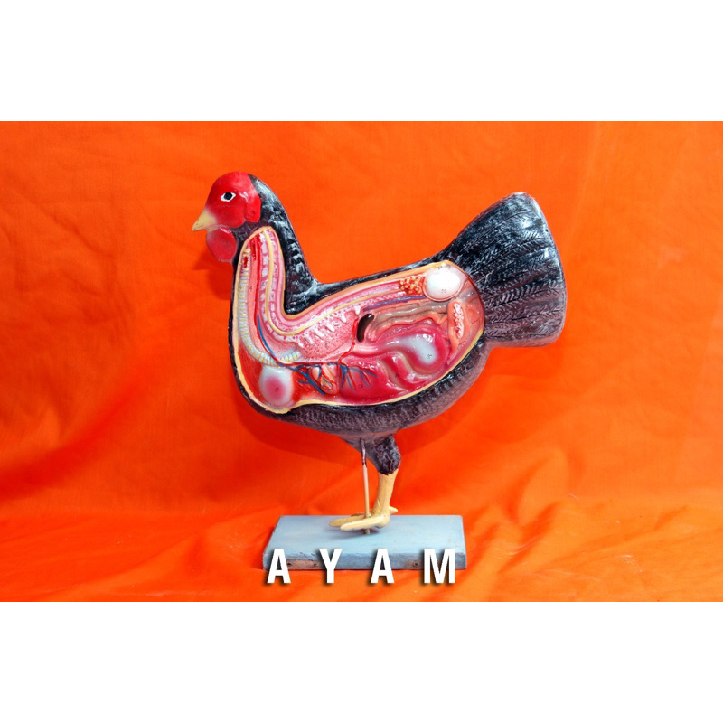 

torso model ayam terbaru alat praga pendidikan