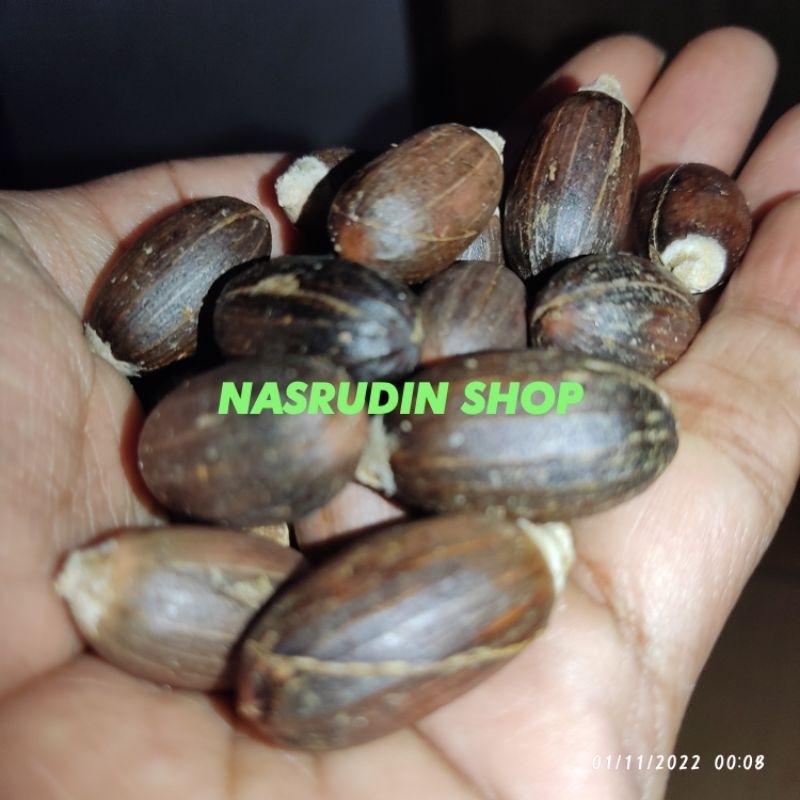 BIBIT BIJI MELINJO AMBON | BIBIT MELINJO SUPER | BIBIT MELINJO BESAR | MLINJO MALINJO TANGKIL