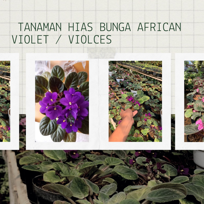 Tanaman Hias Bunga African Violet / Violces