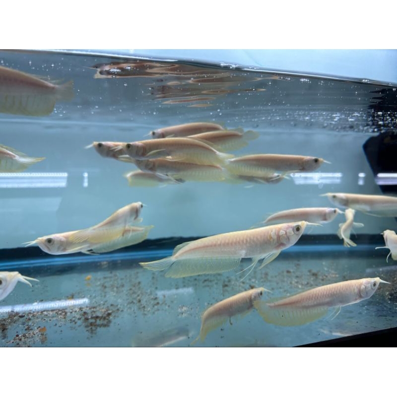 Arowana Silver Albino