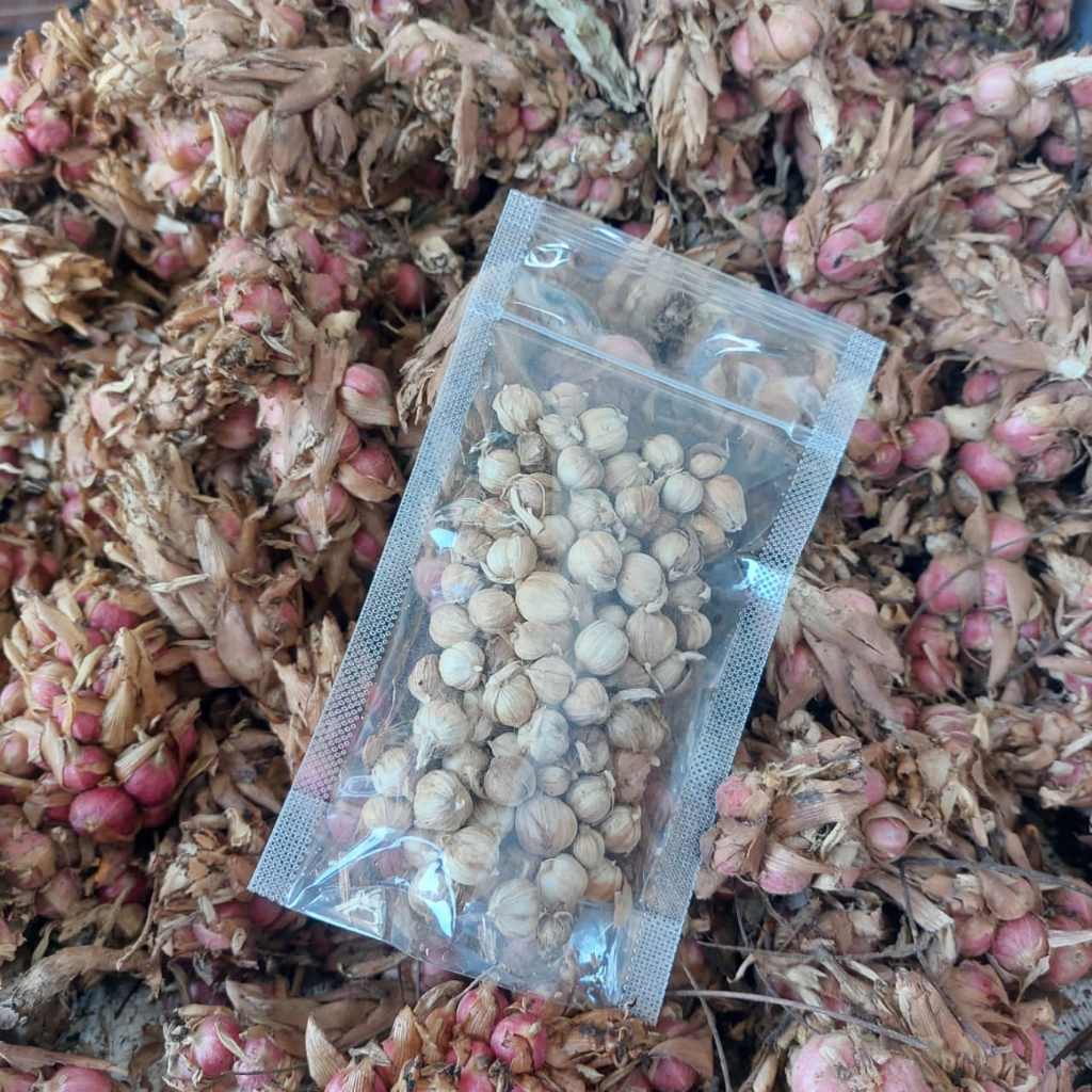 

Kapolaga kering 50gram LANGSUNG DARI PRTANI