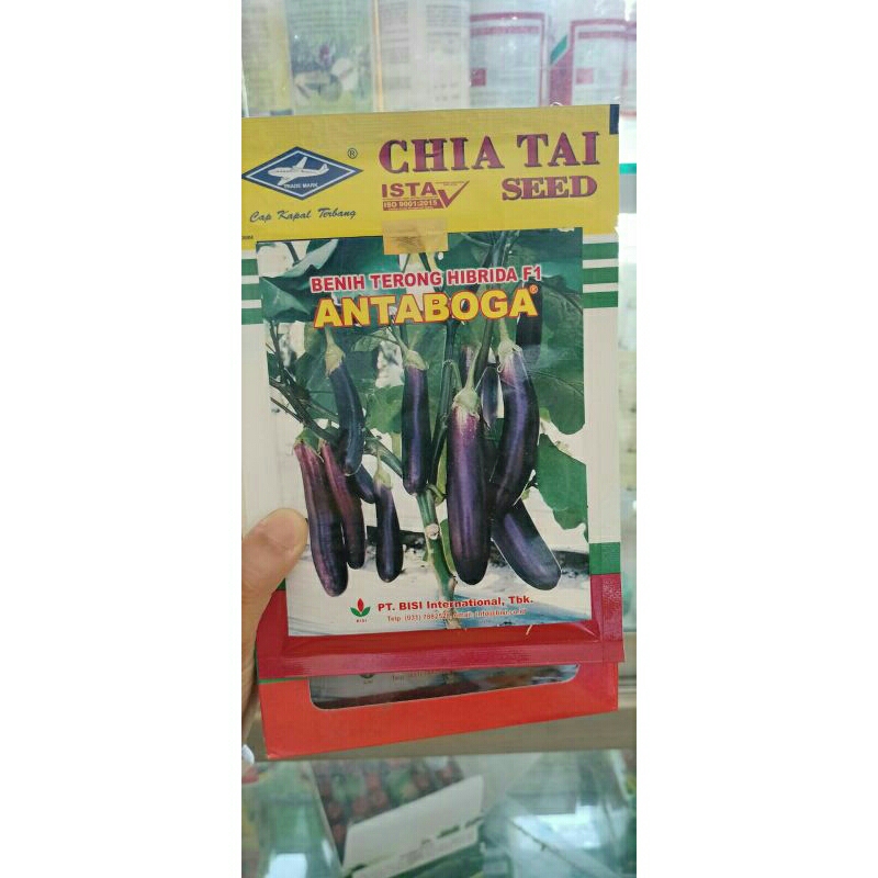 ANTABOGA/F1/benih/bibit/terong/hybrida