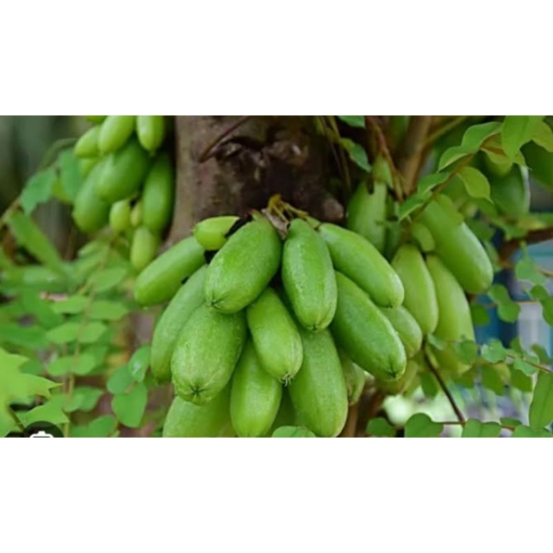 

Perpaket Belimbing Wuluh Belimbing Sayur