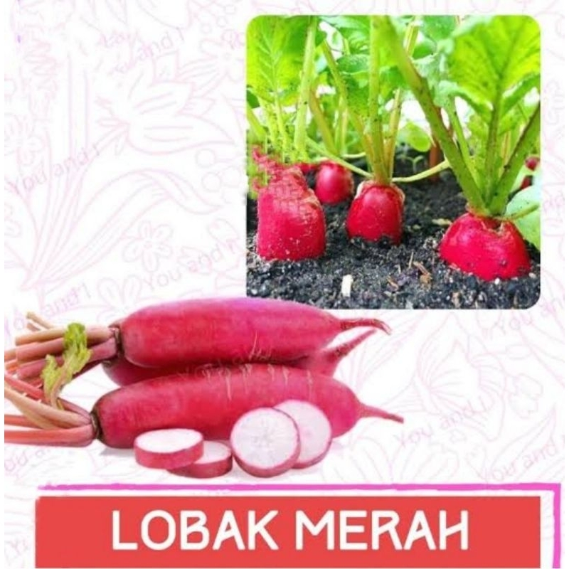 

Lobak Merah 1 Kg