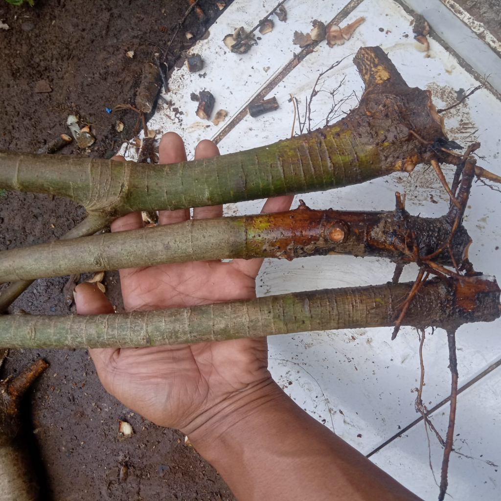 paket tiga bonggol loa hasil dongkel bahan bonsai