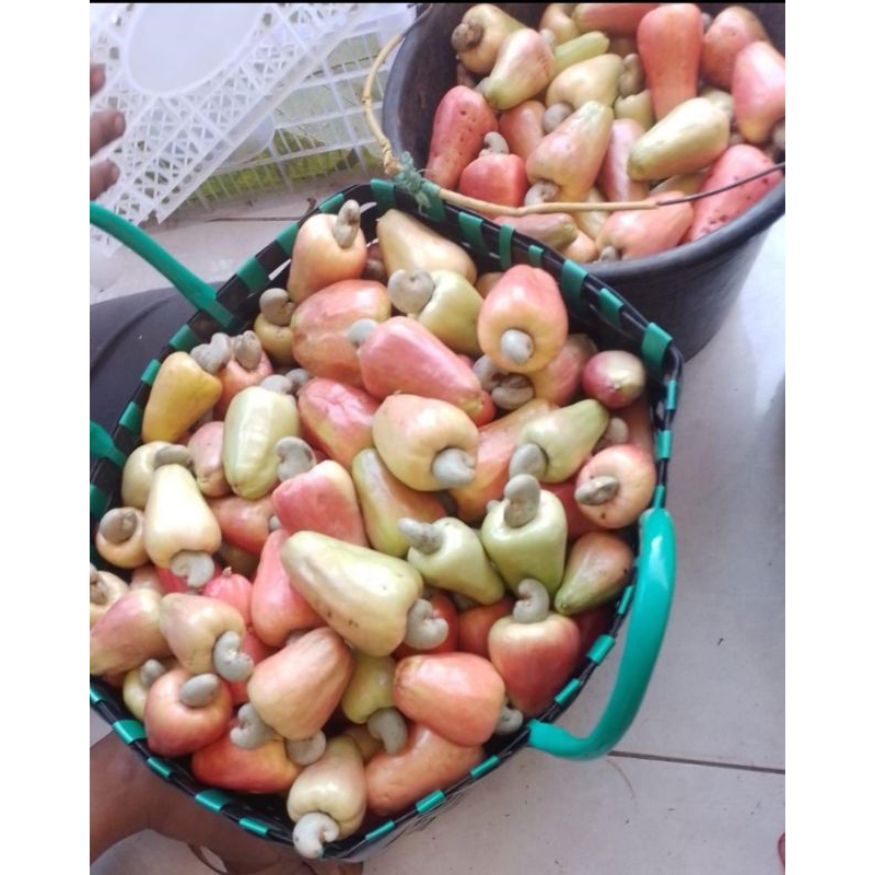 

Moneng/Jambu Mede/Jambu Monyet Berat 1kg