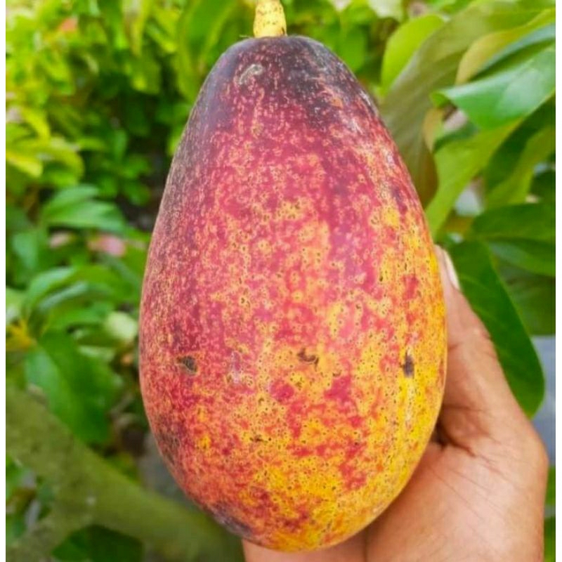 Bibit Alpukat Red Vietnam tinggi 1 meter batang besar siap berbuah