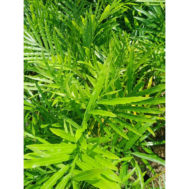 tanaman kiara payung / tiara payung / pinisium