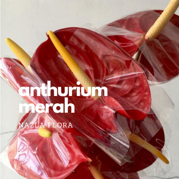 NAZLA Bunga Potong Anthurium Merah Hidup Segar