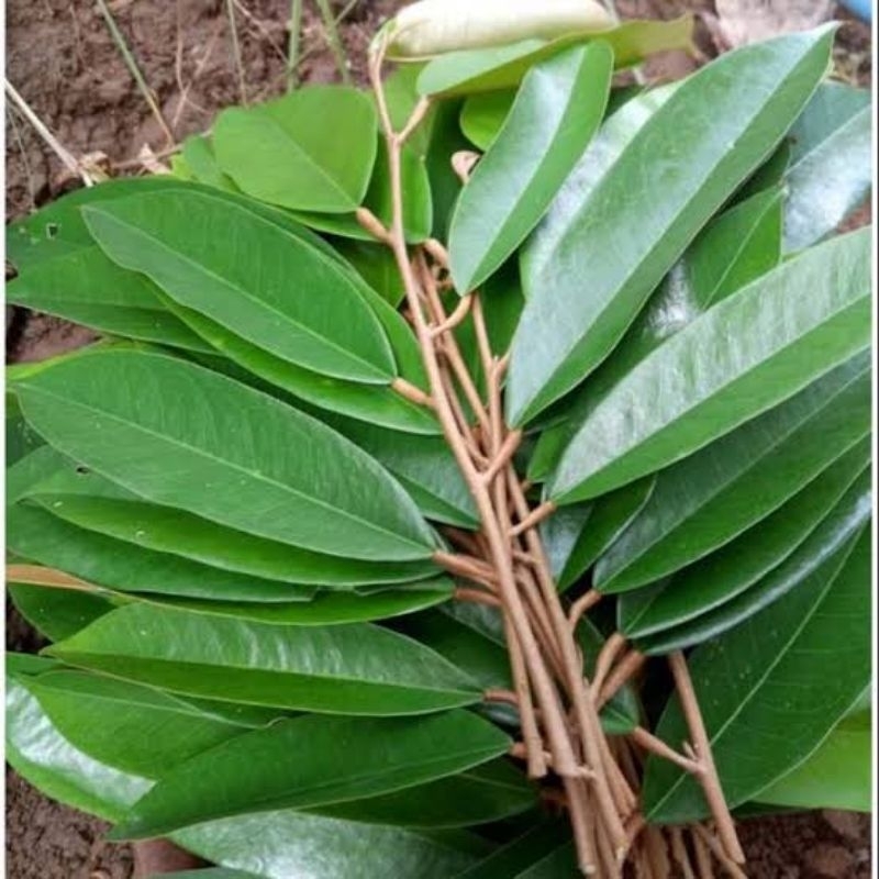 entres durian musang king bawor Montong dll