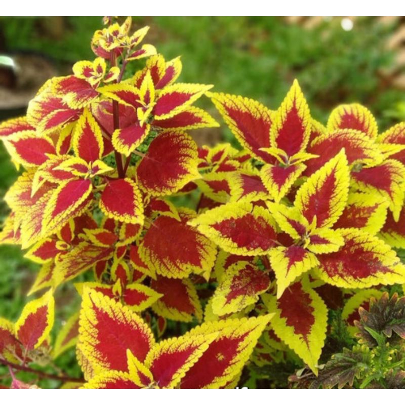 Miana kuning - tanaman hias miana kuning
