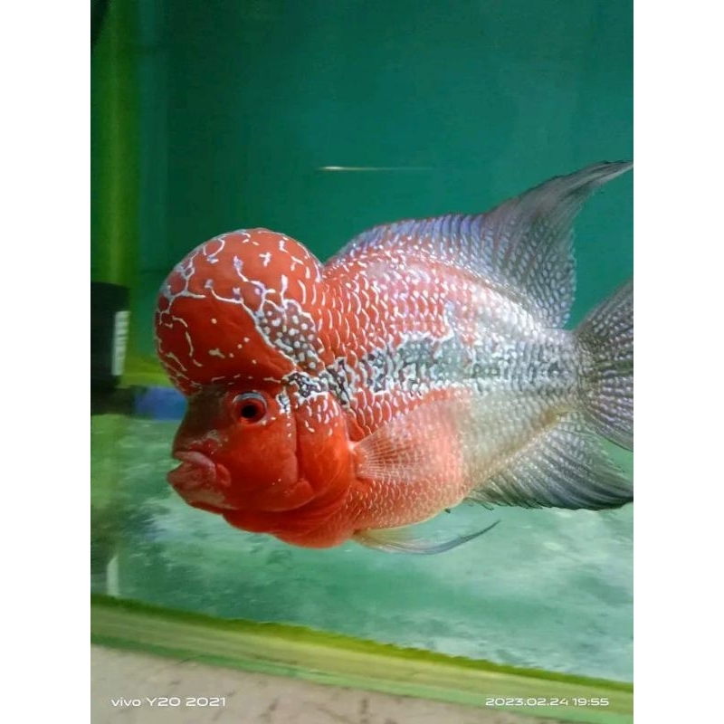 PAKAN LOUHAN SRD LOUHAN SRD