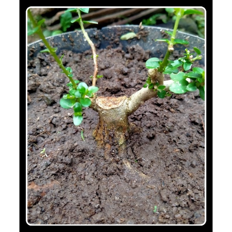 bahan mame sancang ori