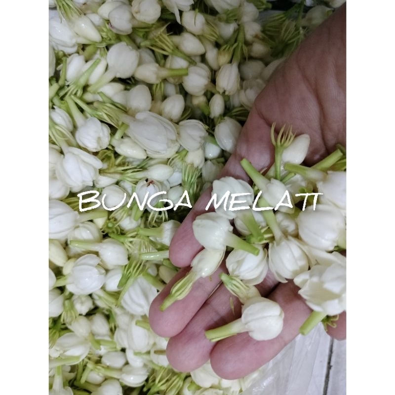 bunga melati segar fresh