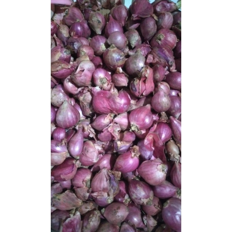 

bawang merah