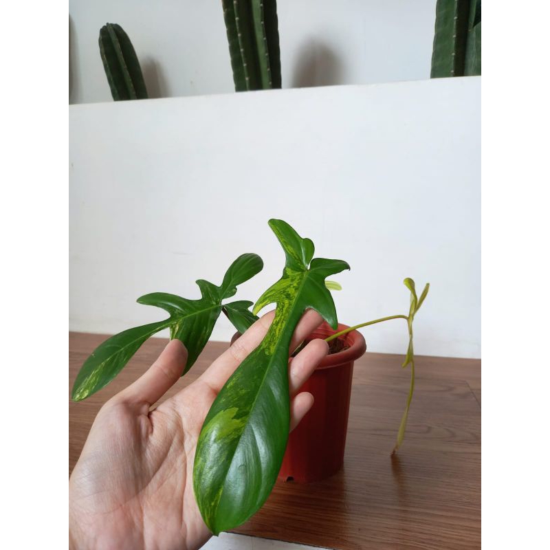 Philodendron Florida Beauty Variegata / Flobe Variegata