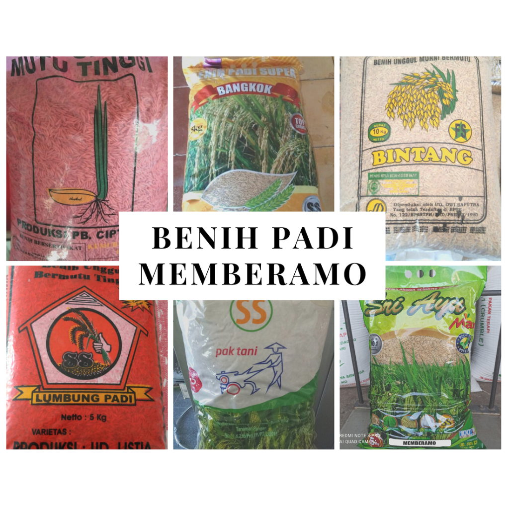 Benih Padi Memberamo Bramo Kemasan 5 kg