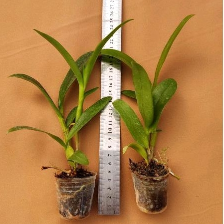 Seedling besar dendro melintir hybrid paketan