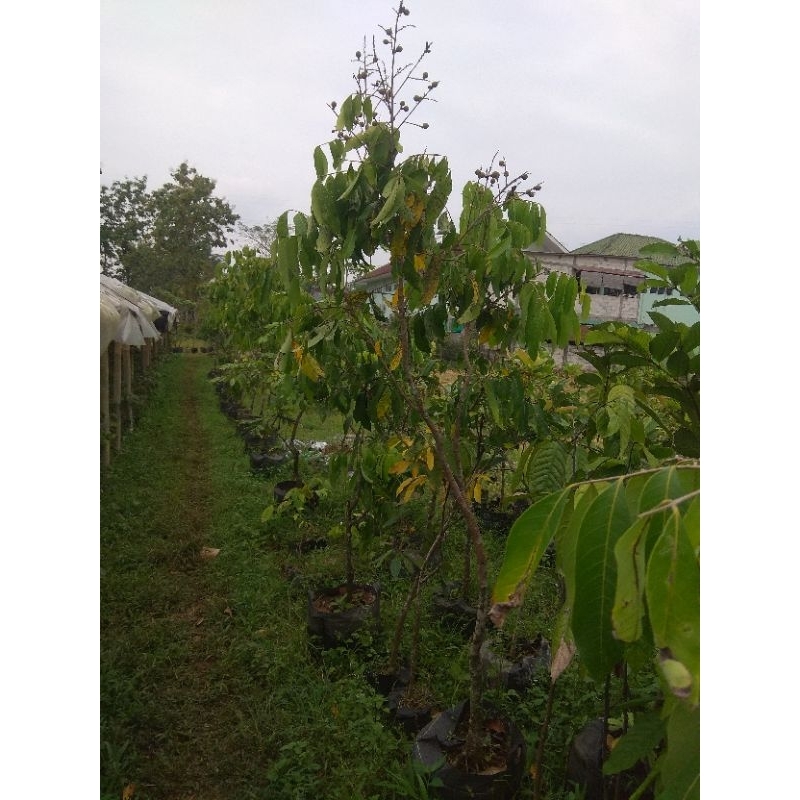 JAMINAN BERBUAH Kelengkeng New Kristal 2 Meter BERBUAH