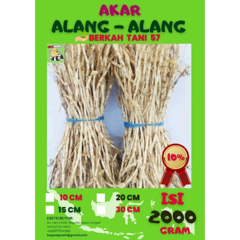 

Kering_Higienis_Akar_Alang_Alang_Herbal