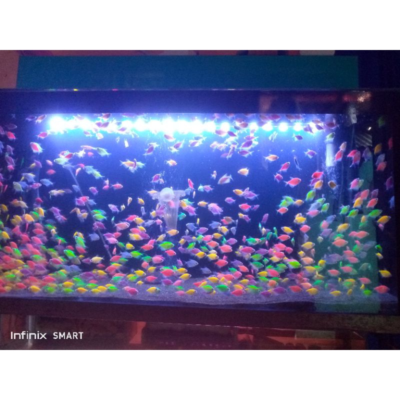 ikan hias warna warni