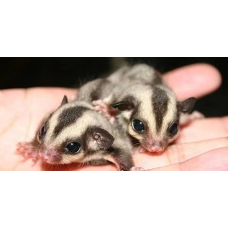 Sugar Glider Hidup Sugar Glider Sepasang Sugar Glider Berbagai Jenis