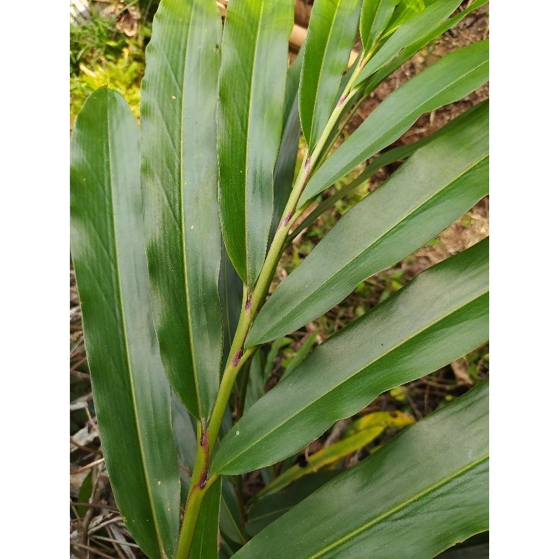 

DAUN WALANG REMPAH SEGAR 500,GRM