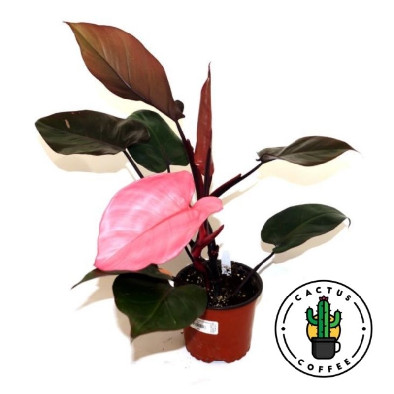 Tanaman hias philodendron pink dark lord - Philodendron dark lord pink / Bunga Hidup Philodendron Da