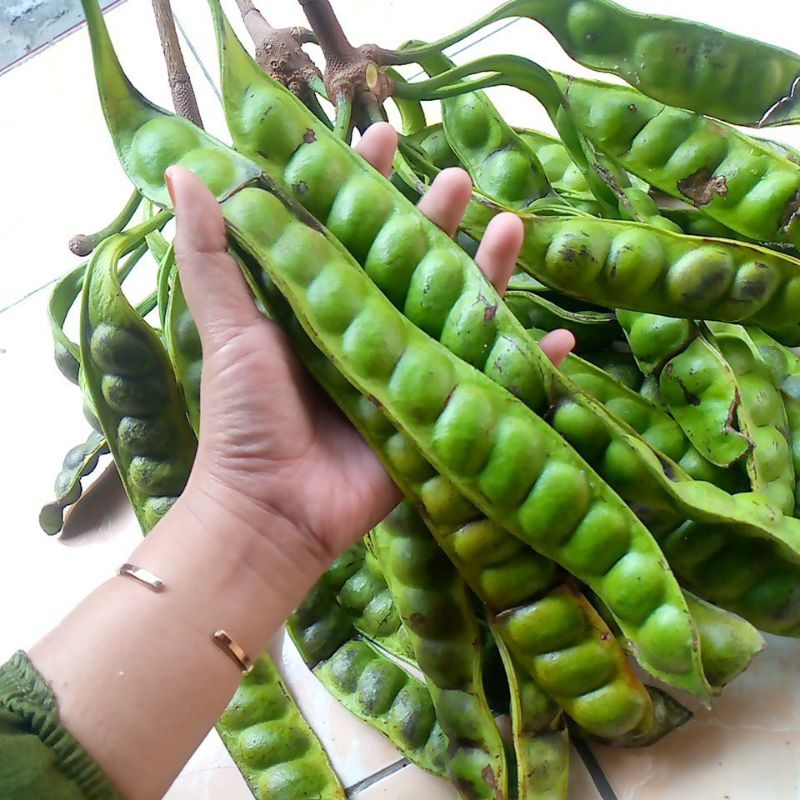 

PETE SUPER 3 LONJOR fresh baru petik