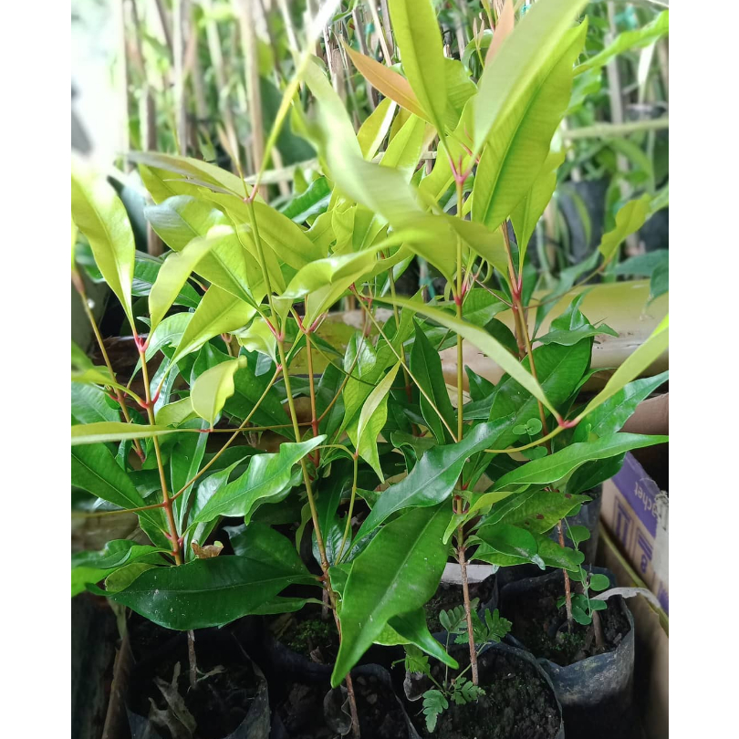 Cengkeh Zanzibar Bibit Super Unggul