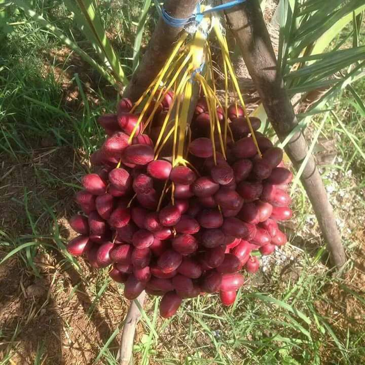 Kurma AJWA Arab Bibit Super Unggul Cepat Berbuah