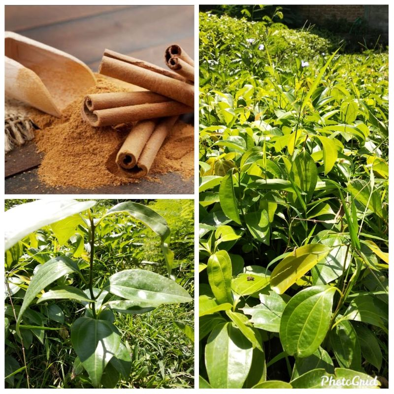 Pohon Kayu Manis Bibit UNGGUL