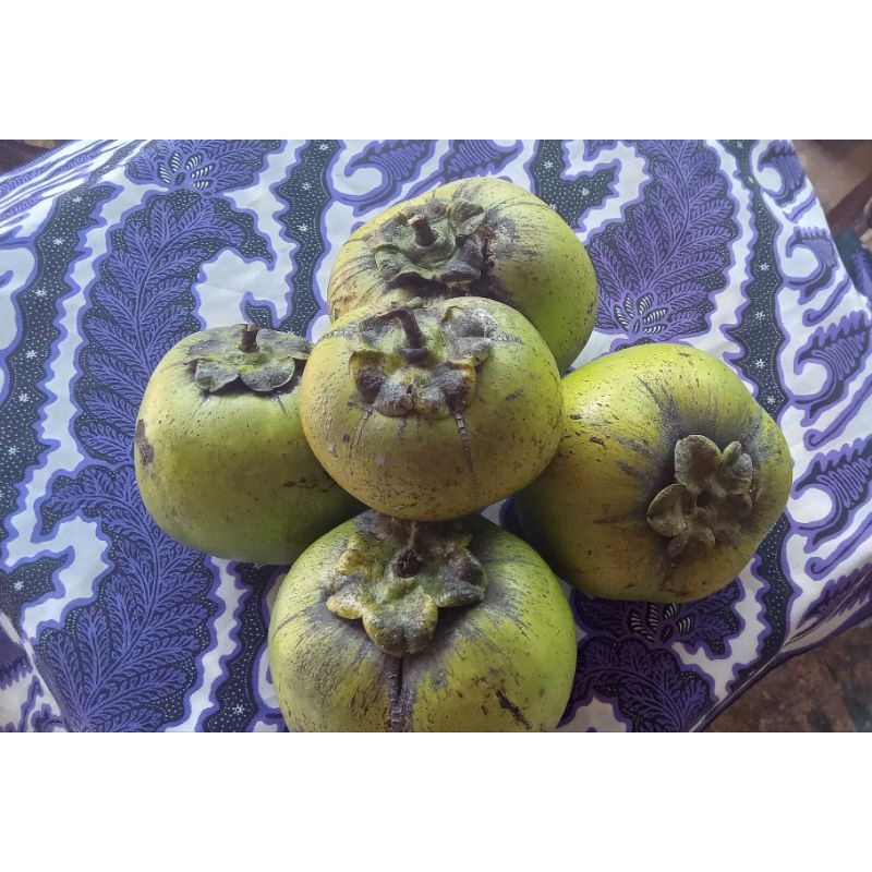 BUAH BLACK SAPOTE
