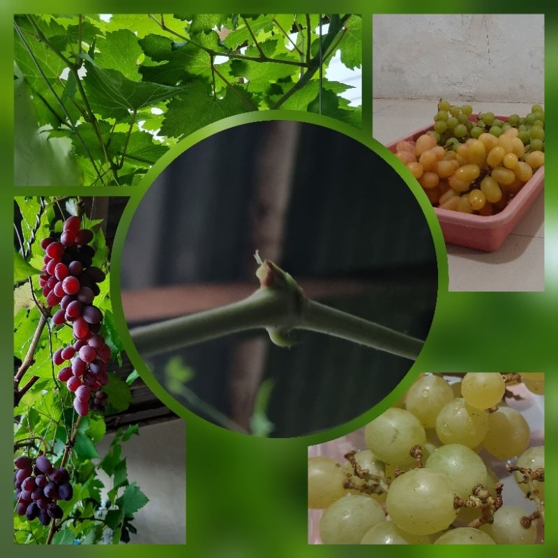 Entres Anggur Import untuk batang atas