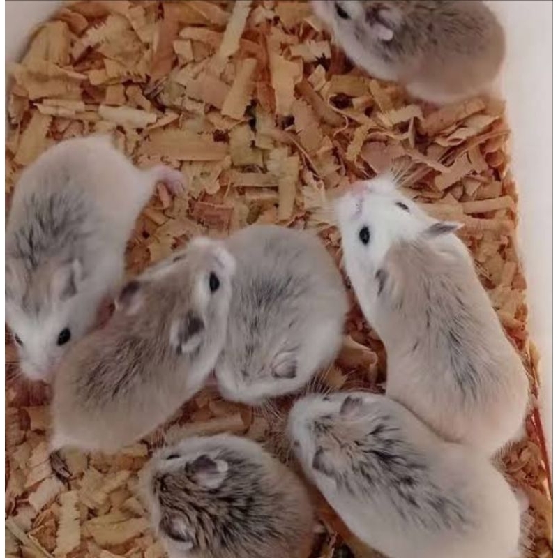 Hamster Roborovski Jinak&lucu || Pekanbaru