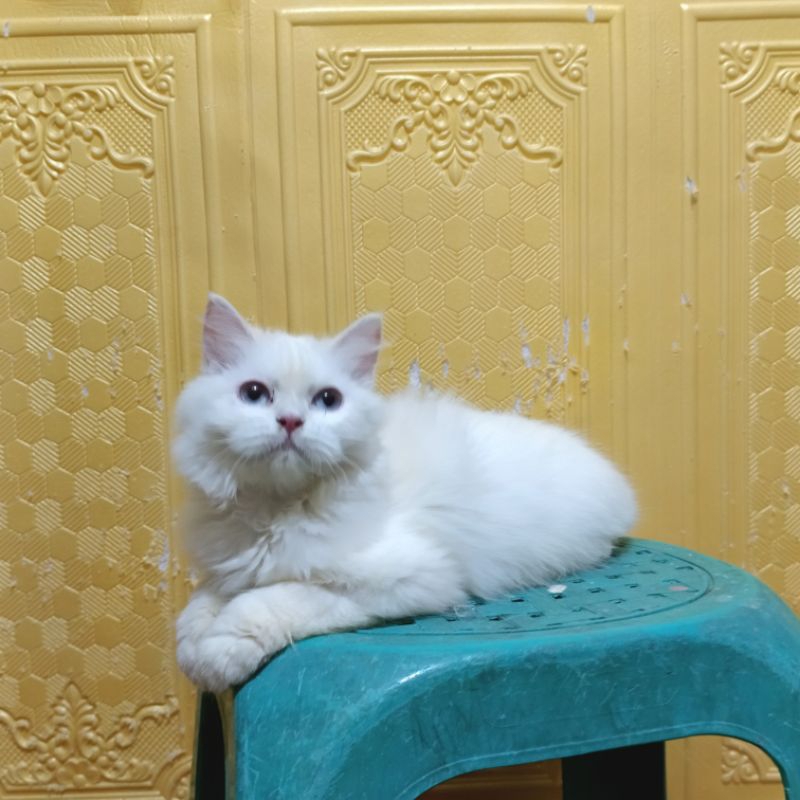 kucing persian red point