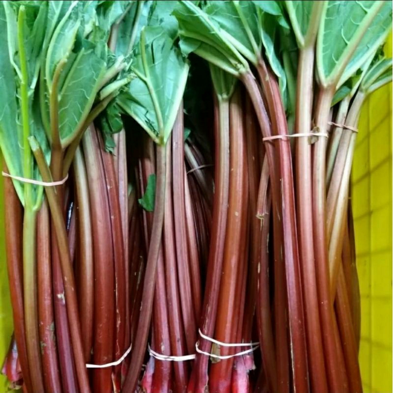 

Rhubarb Australia 500gr