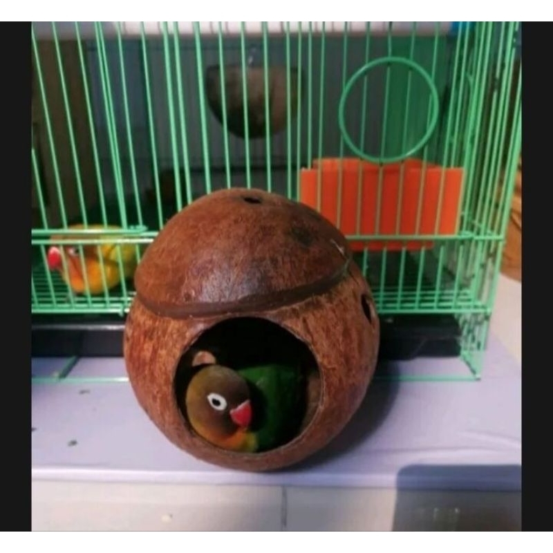 GLODOK LOVEBIRD SARANG BERTELUR KACER GLODOK BATOK KELAPA